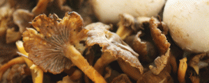 Chanterelle